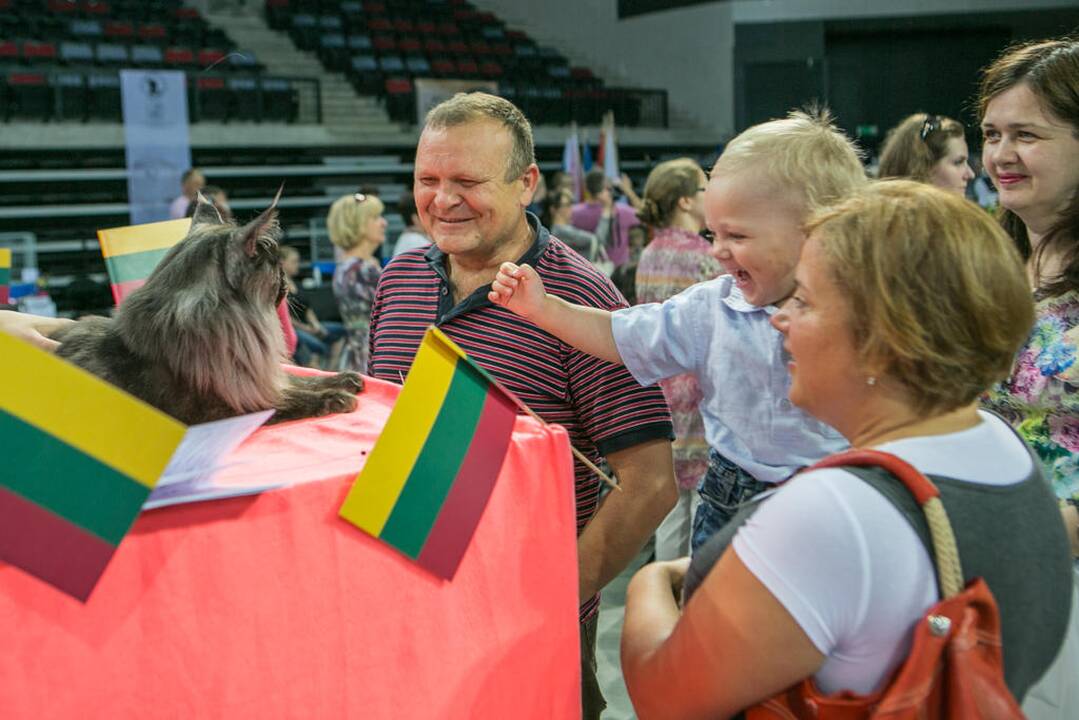 Kačių paroda "Baltic Winner CAT show"