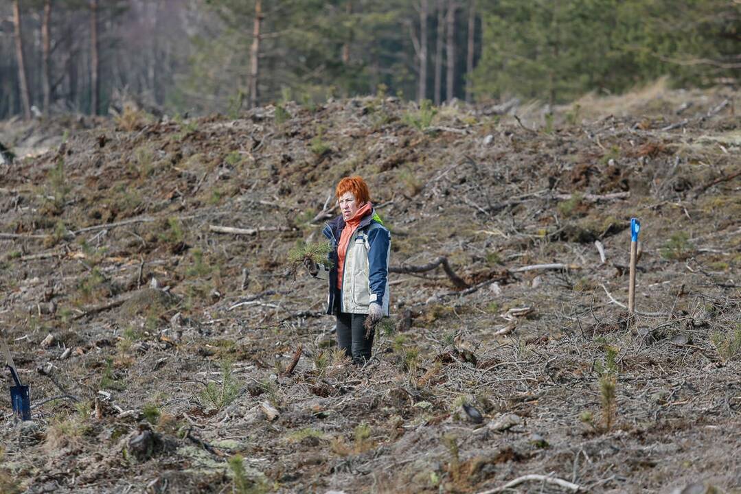 Pušelių sodinimas Smiltynėje