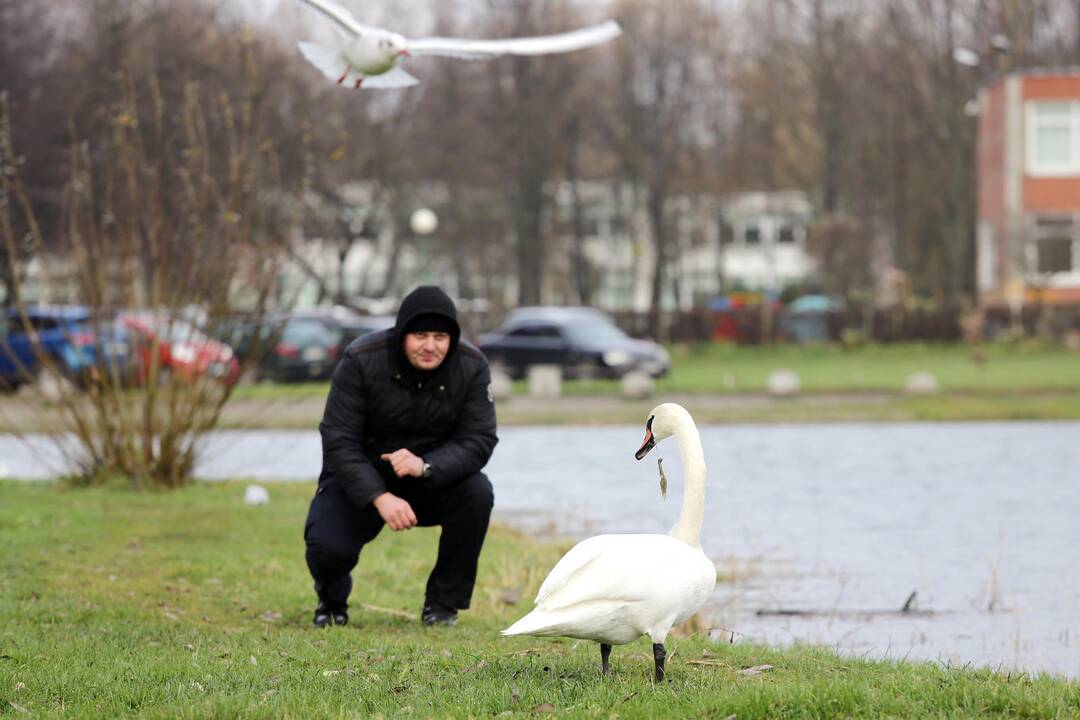 Susivieniję klaipėdiečiai gelbėjo gulbę