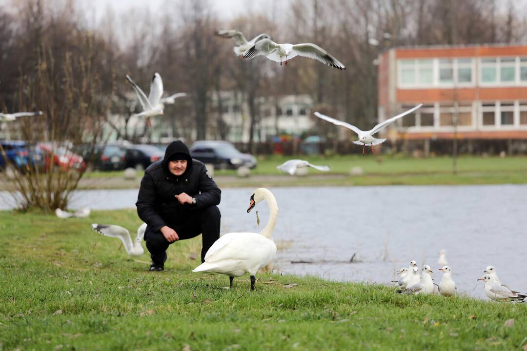 Susivieniję klaipėdiečiai gelbėjo gulbę