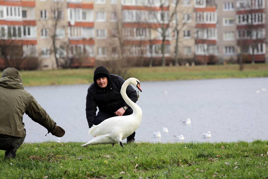 Susivieniję klaipėdiečiai gelbėjo gulbę