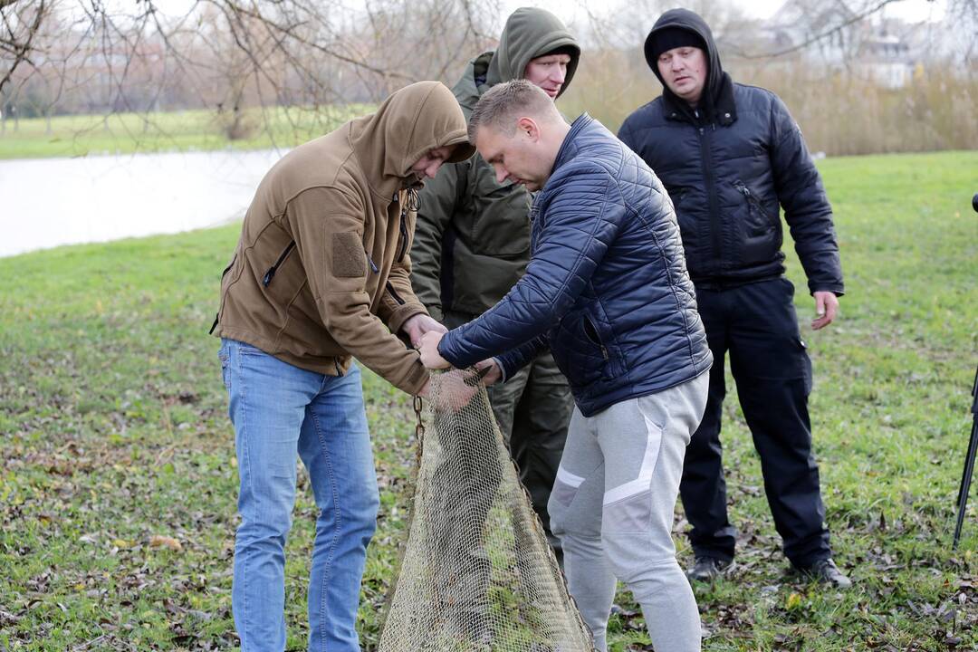 Susivieniję klaipėdiečiai gelbėjo gulbę