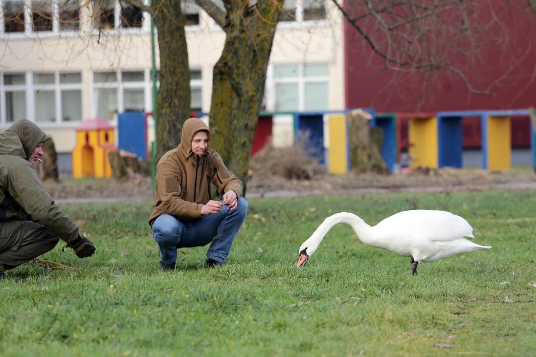 Susivieniję klaipėdiečiai gelbėjo gulbę