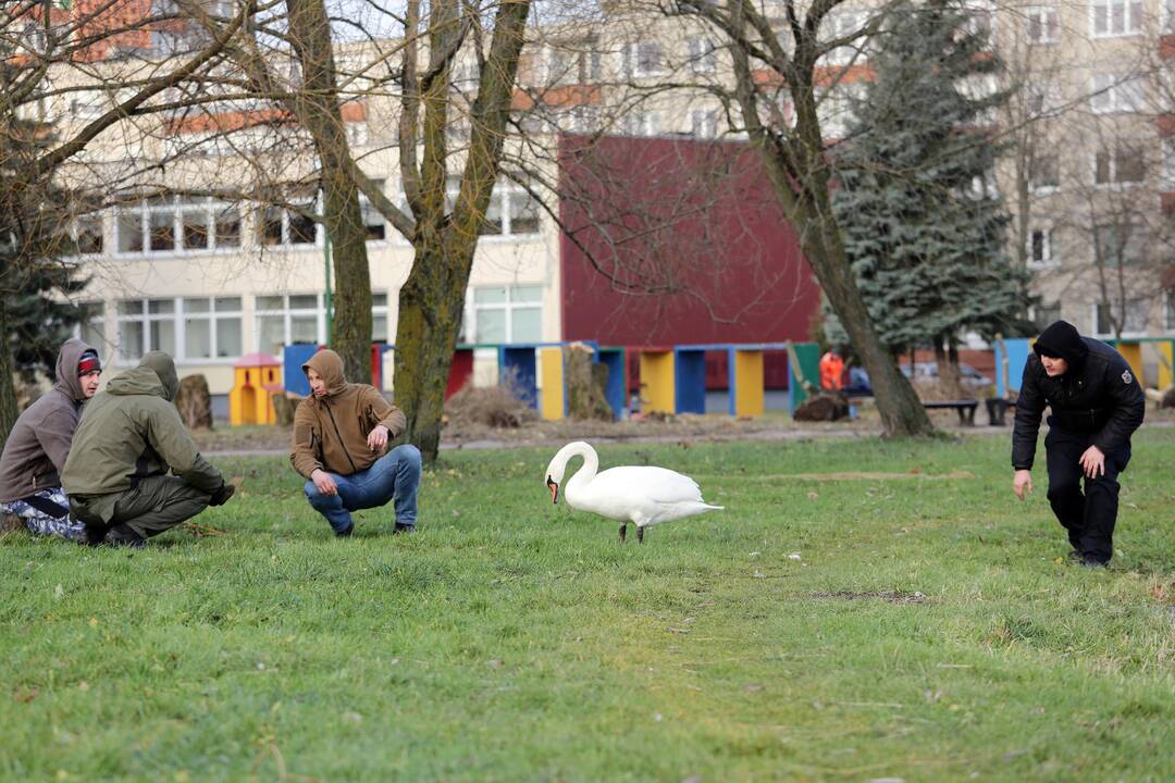 Susivieniję klaipėdiečiai gelbėjo gulbę