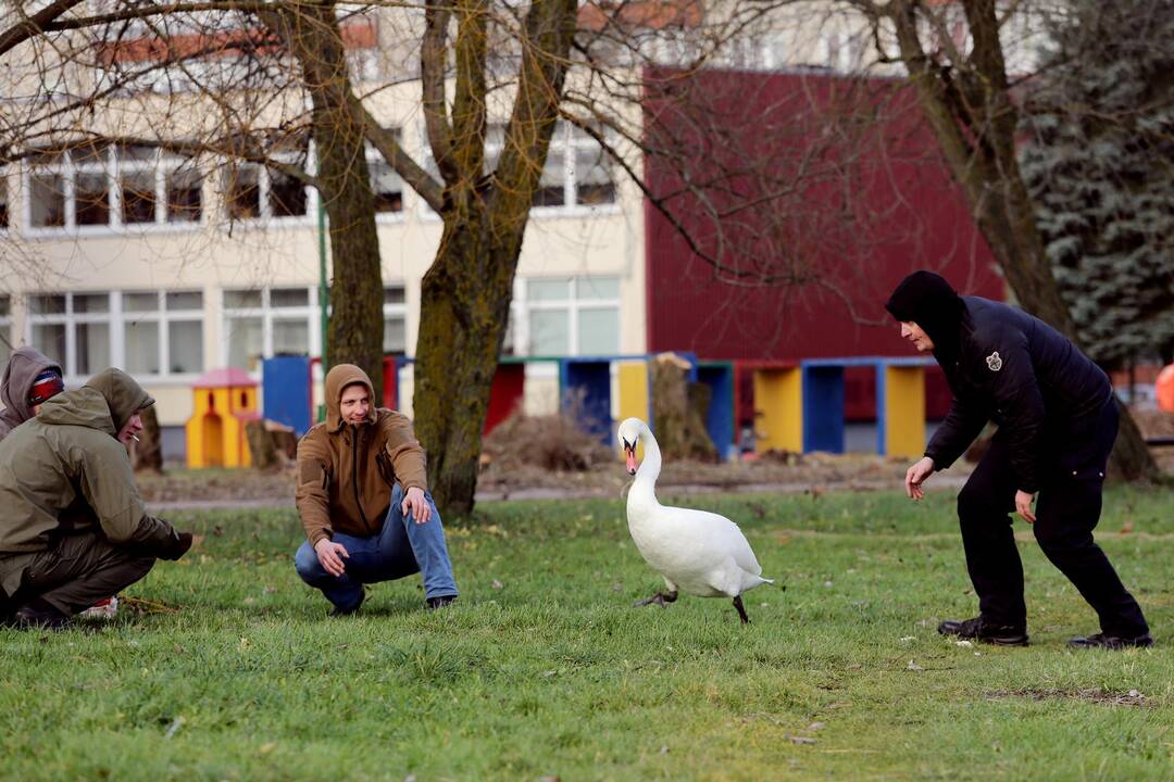 Susivieniję klaipėdiečiai gelbėjo gulbę