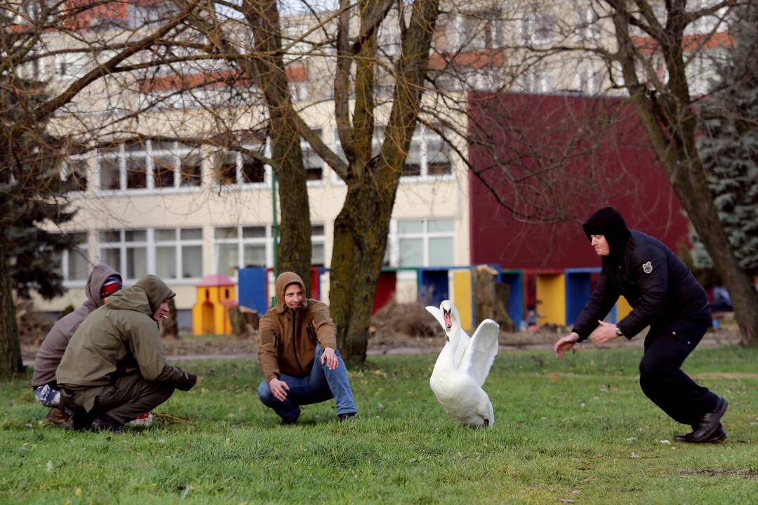 Susivieniję klaipėdiečiai gelbėjo gulbę