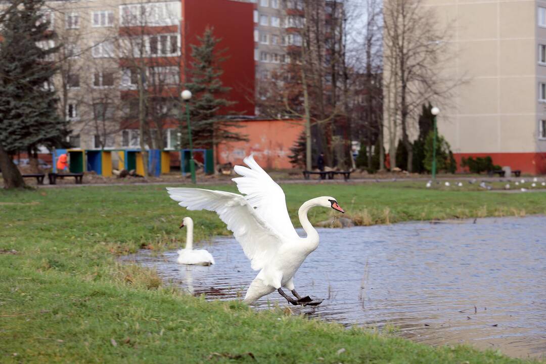 Susivieniję klaipėdiečiai gelbėjo gulbę