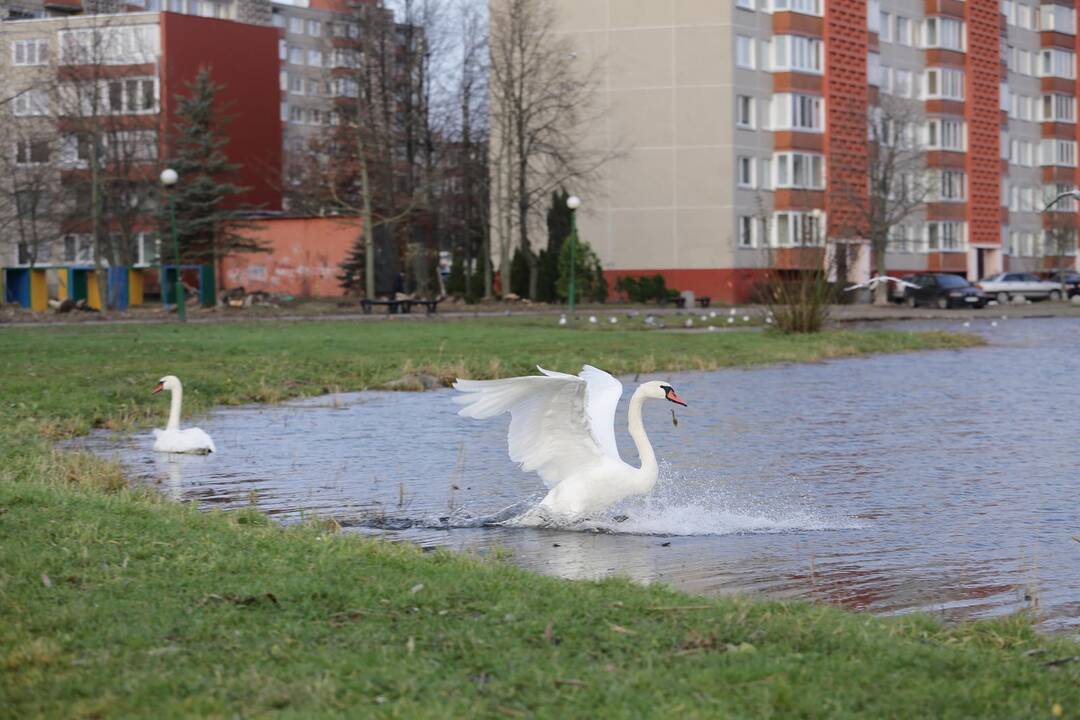 Susivieniję klaipėdiečiai gelbėjo gulbę