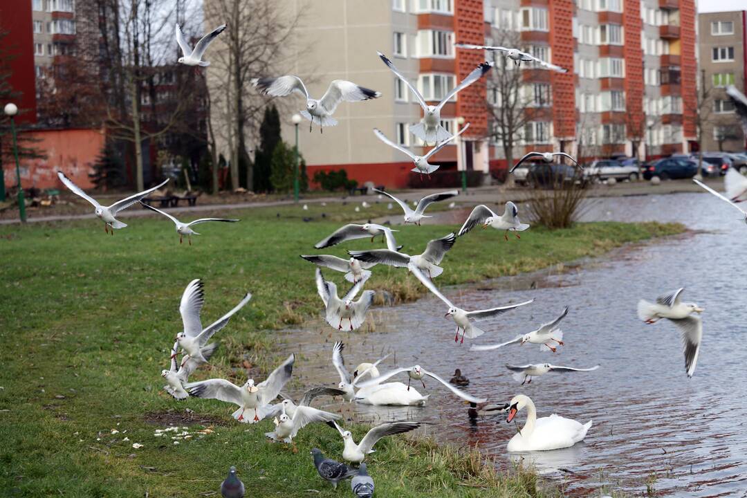 Susivieniję klaipėdiečiai gelbėjo gulbę