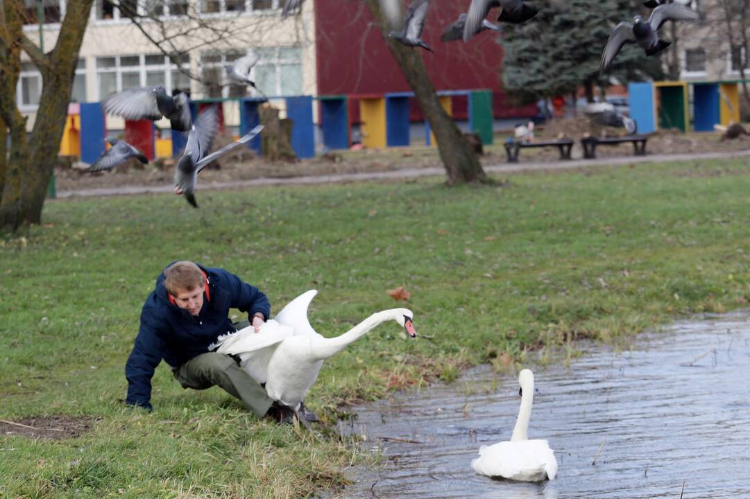 Susivieniję klaipėdiečiai gelbėjo gulbę