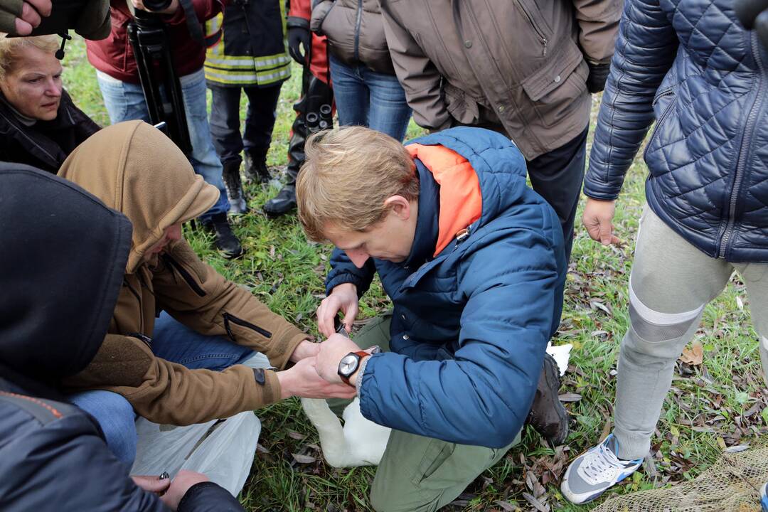 Susivieniję klaipėdiečiai gelbėjo gulbę