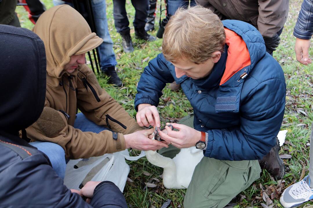 Susivieniję klaipėdiečiai gelbėjo gulbę