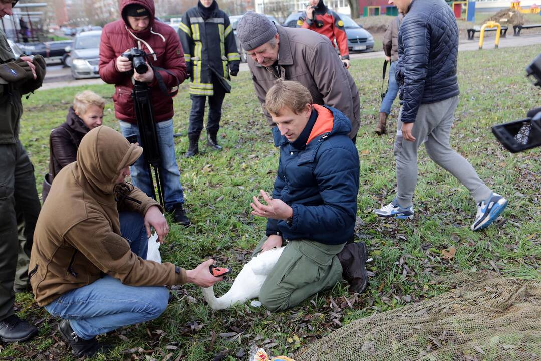 Susivieniję klaipėdiečiai gelbėjo gulbę