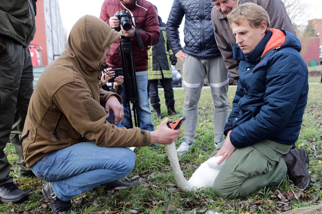 Susivieniję klaipėdiečiai gelbėjo gulbę