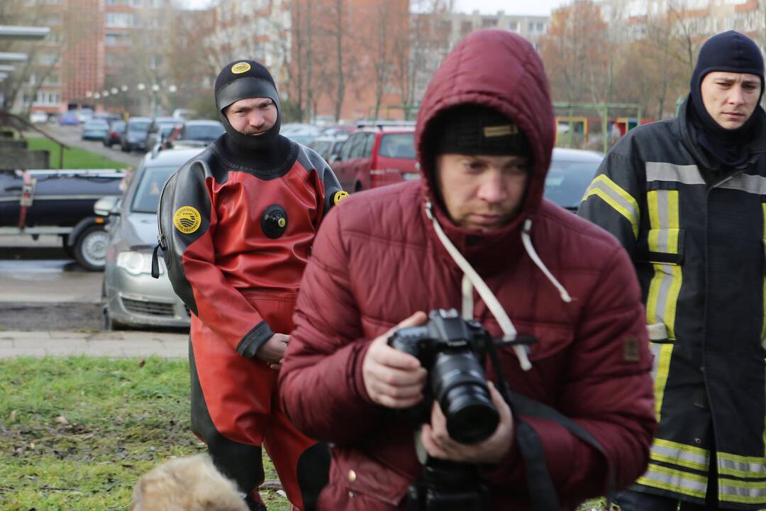 Susivieniję klaipėdiečiai gelbėjo gulbę