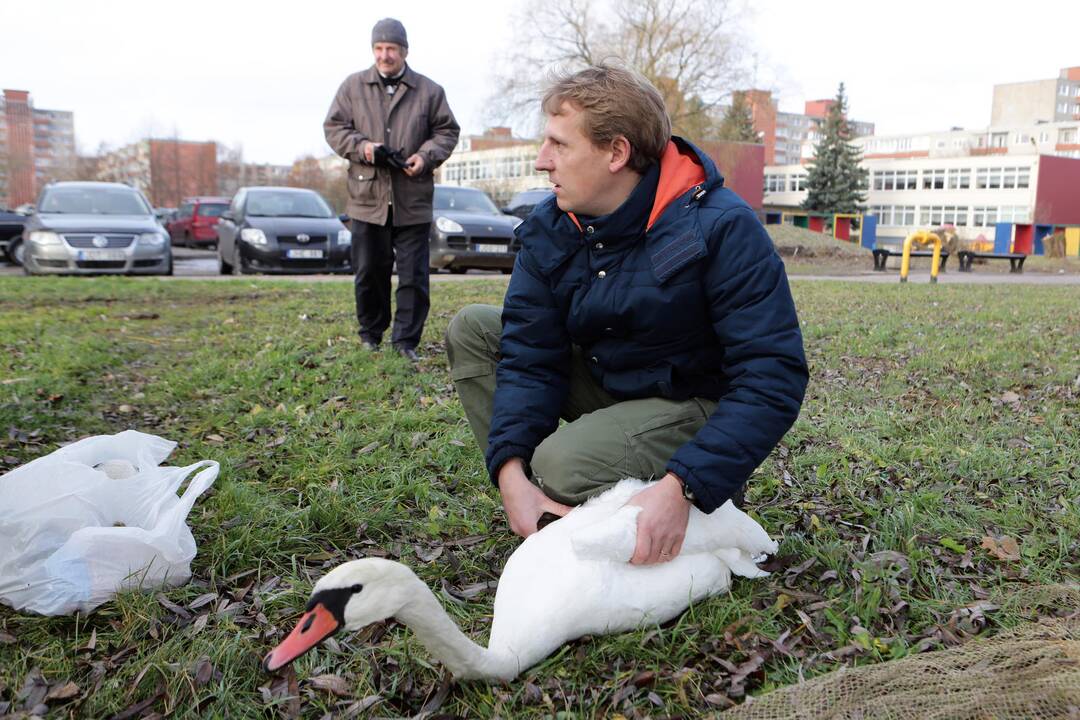 Susivieniję klaipėdiečiai gelbėjo gulbę