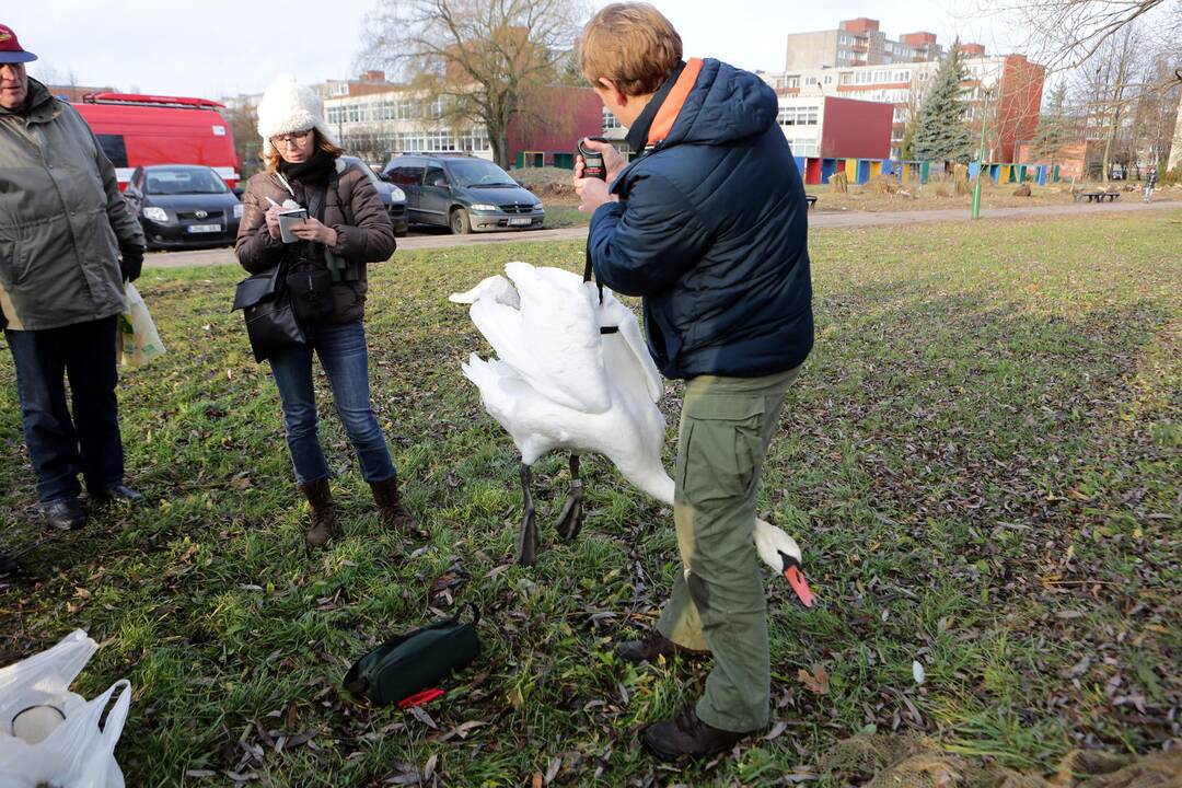 Susivieniję klaipėdiečiai gelbėjo gulbę