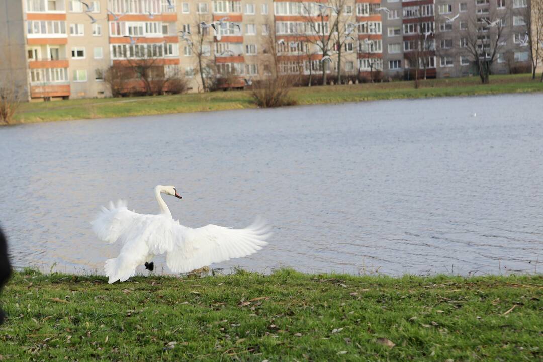 Susivieniję klaipėdiečiai gelbėjo gulbę