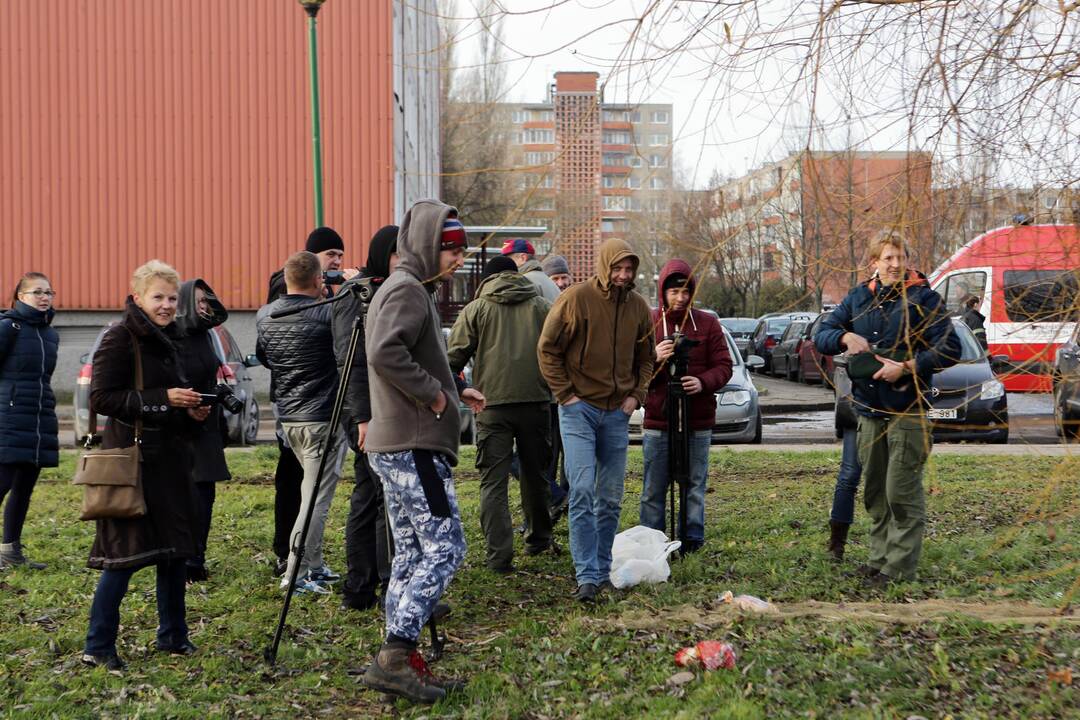 Susivieniję klaipėdiečiai gelbėjo gulbę