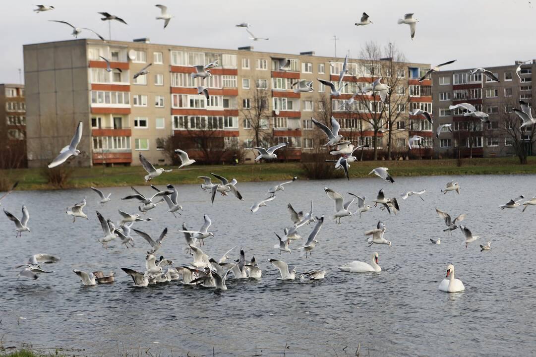 Susivieniję klaipėdiečiai gelbėjo gulbę