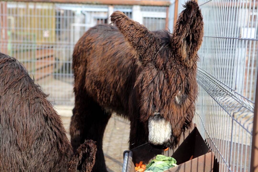 Prancūziški asilai Puatu (Baudet de Poitou)