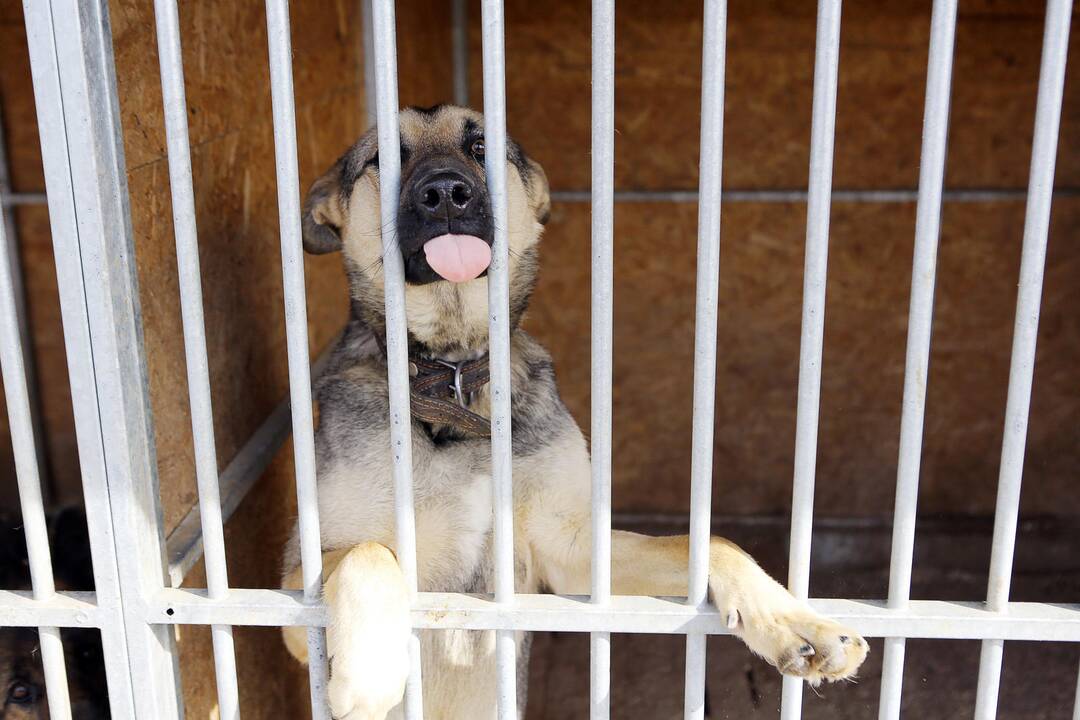 Veterinarų patikrinimas "Nuaras" gyvūnų prieglaudoje