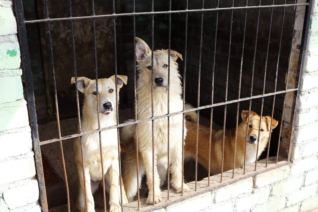 Buvusioje geležinkelio stotyje įsikurs gyvūnų prieglauda