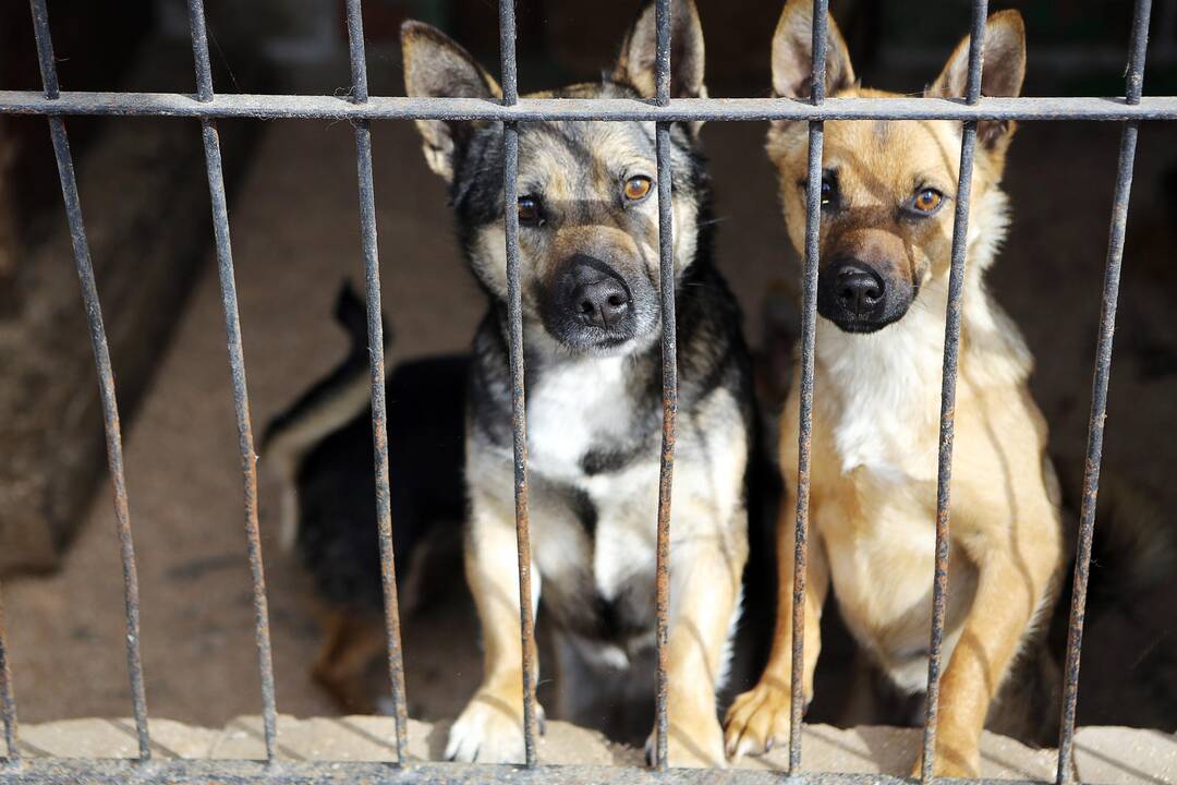 Veterinarų patikrinimas "Nuaras" gyvūnų prieglaudoje