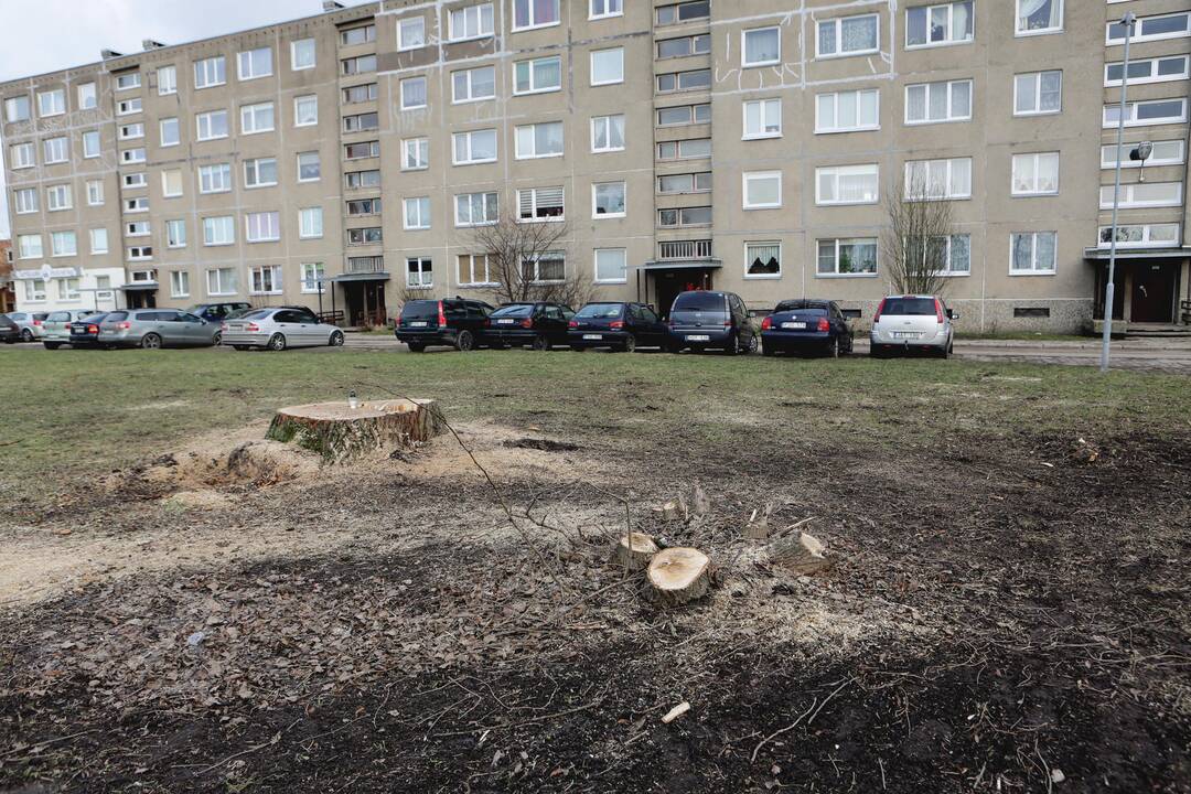 Nupjauti medžiai