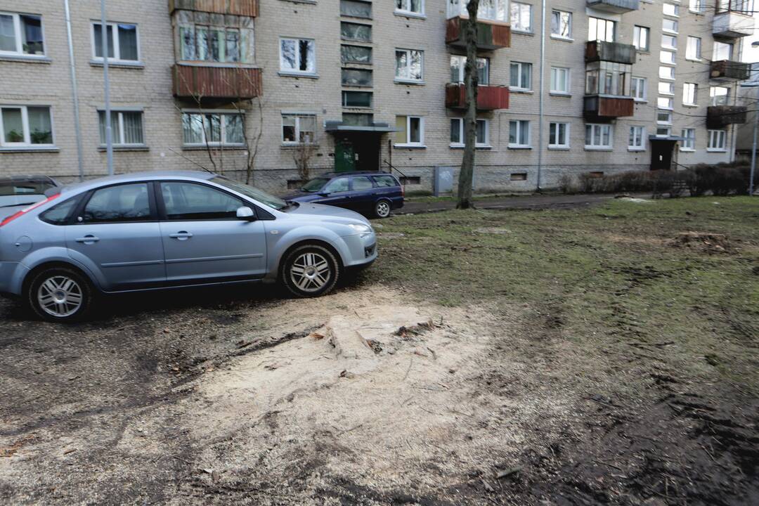 Nupjauti medžiai