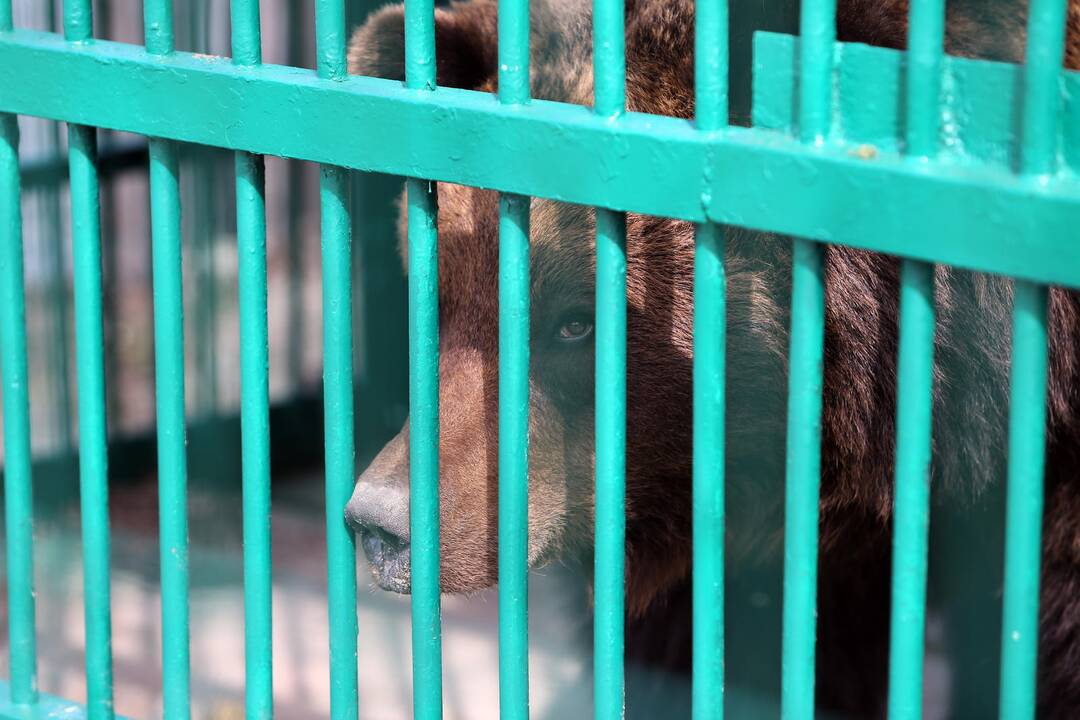 Zoologijos sode - nauji gyventojai