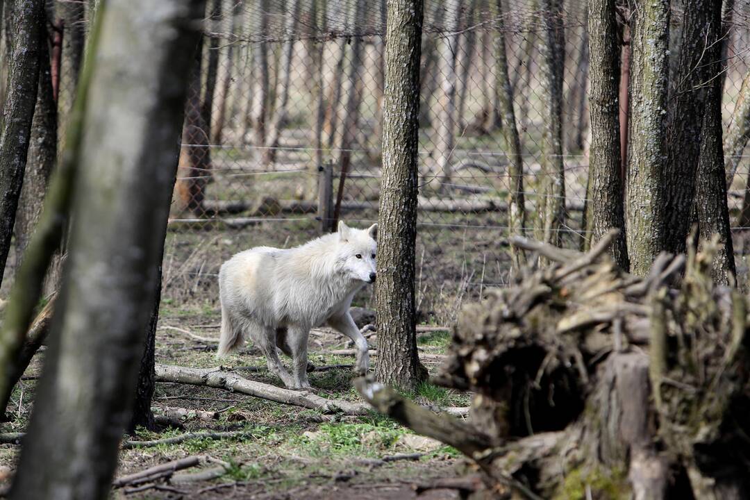 Zoologijos sode - nauji gyventojai