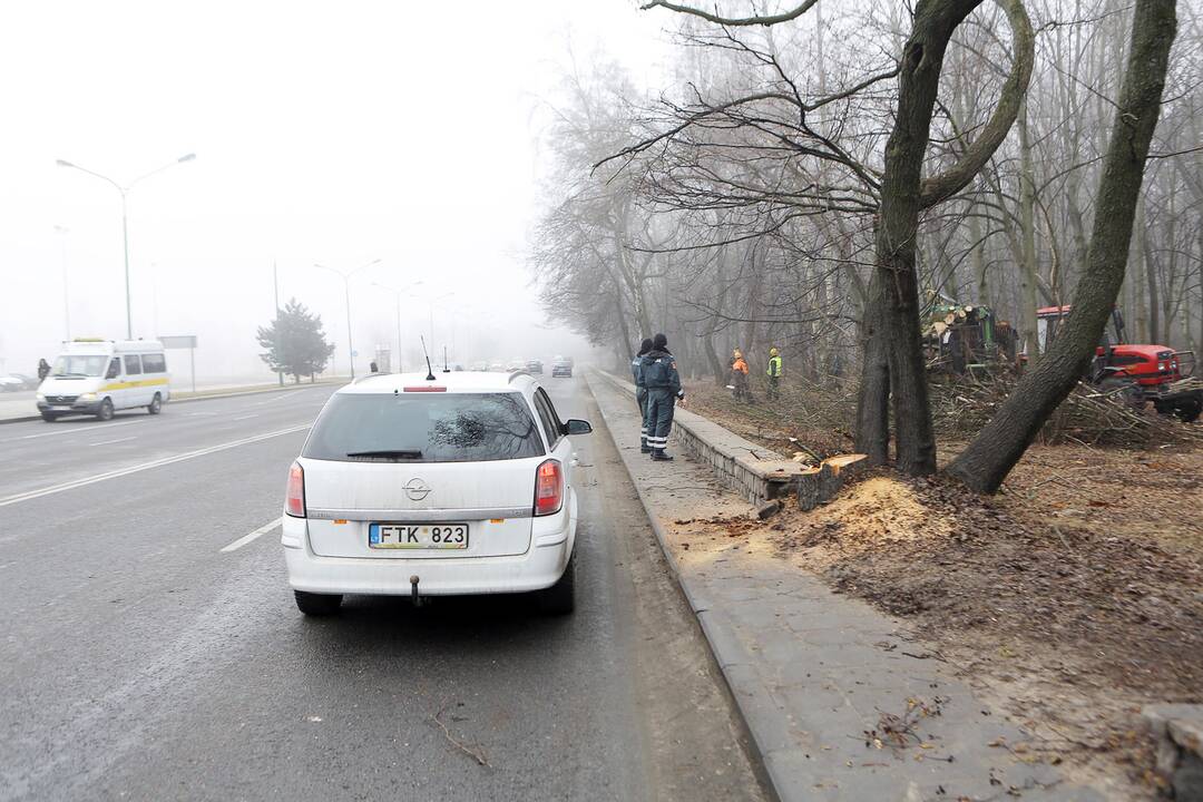 Poilsio parke kertami medžiai