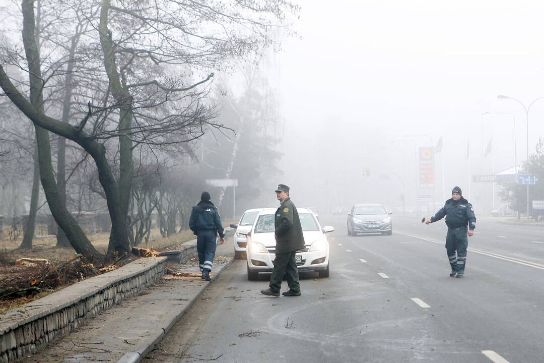Poilsio parke kertami medžiai
