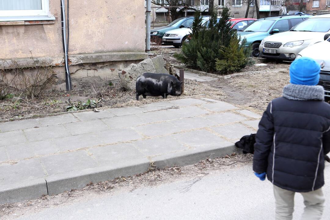 Mieste bėgiojo paršiukas