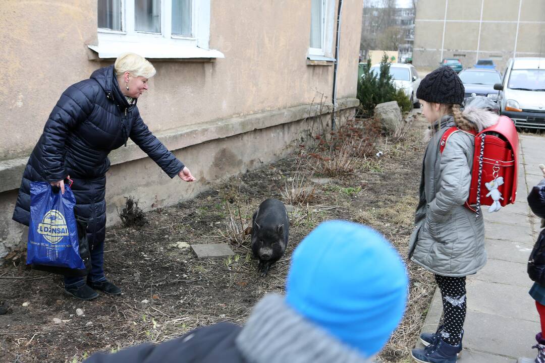 Mieste bėgiojo paršiukas