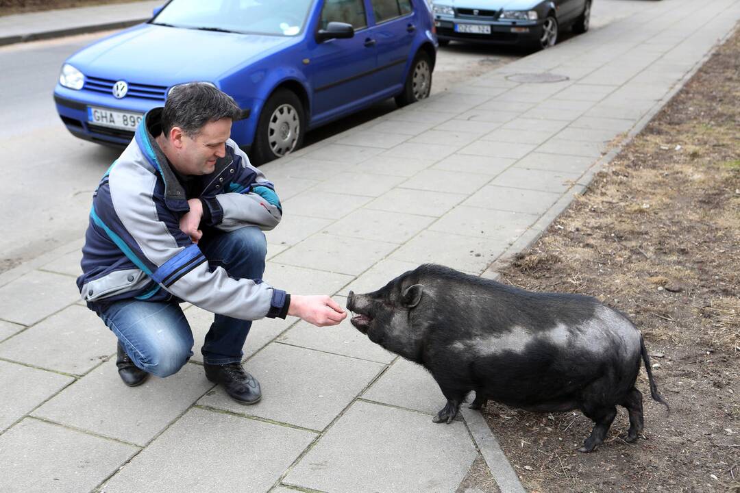 Mieste bėgiojo paršiukas