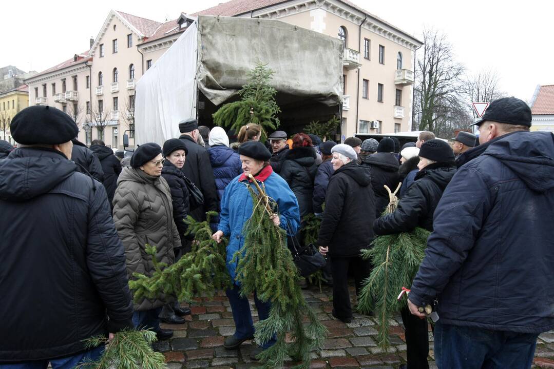 Eglės šakų dalinimas Klaipėdoje