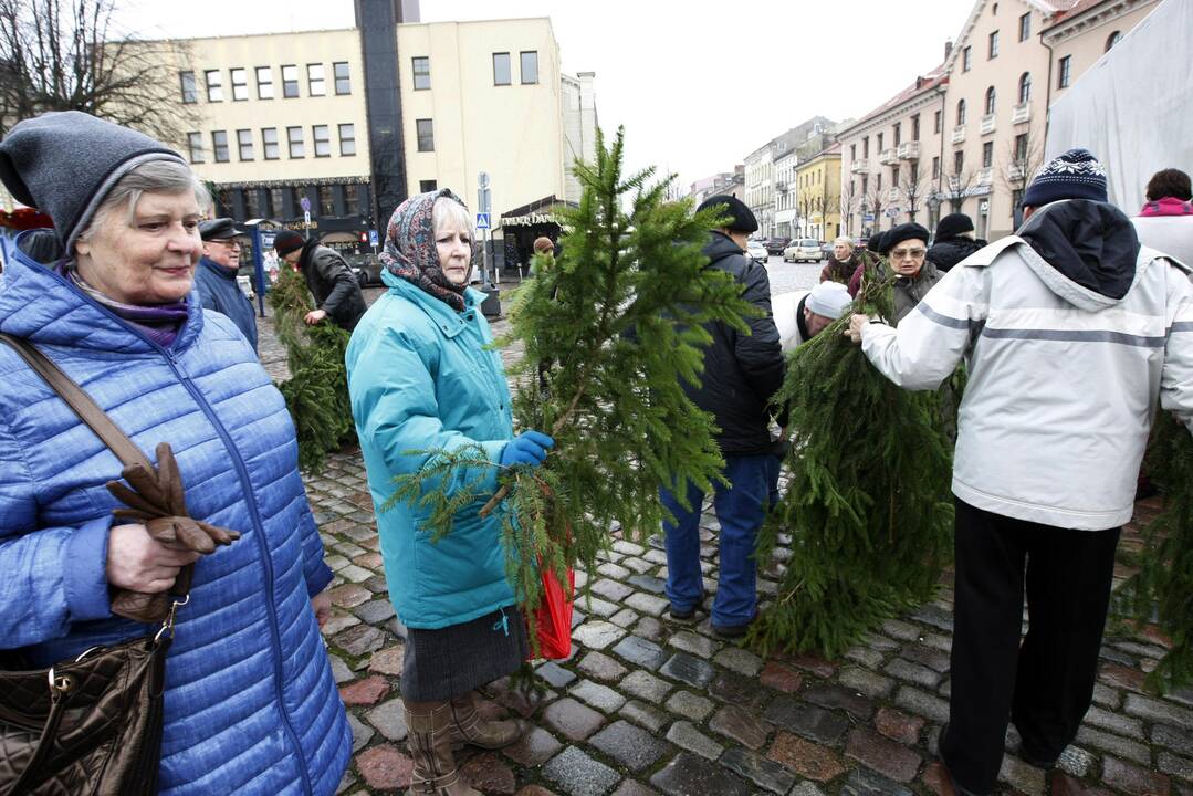 Eglės šakų dalinimas Klaipėdoje