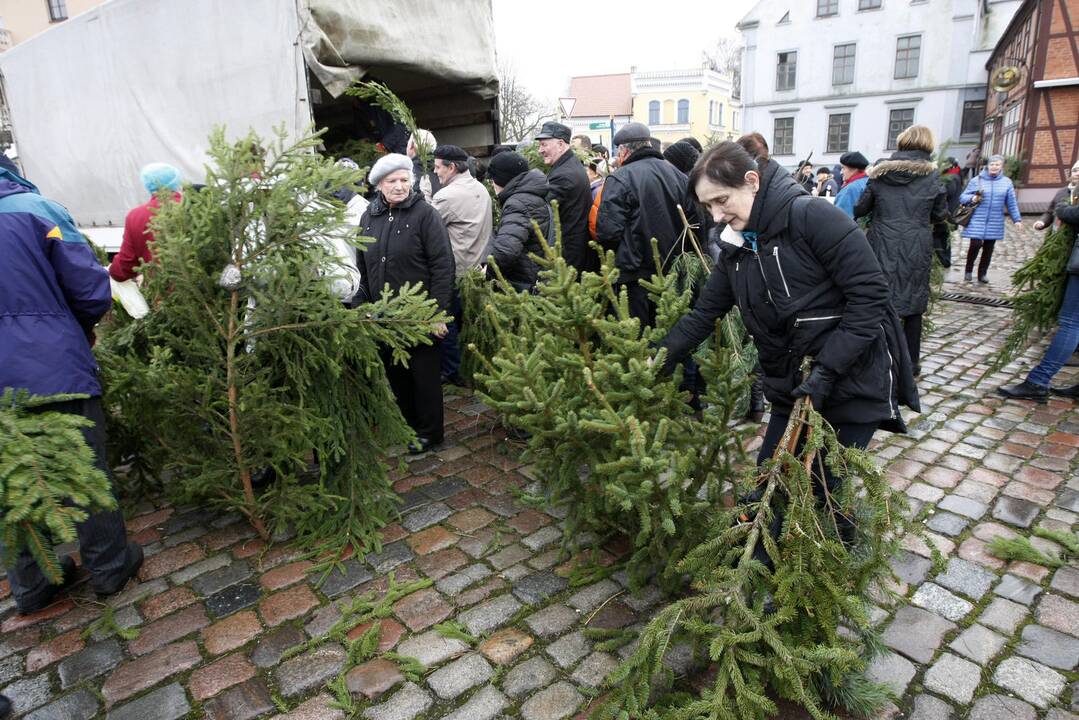 Eglės šakų dalinimas Klaipėdoje