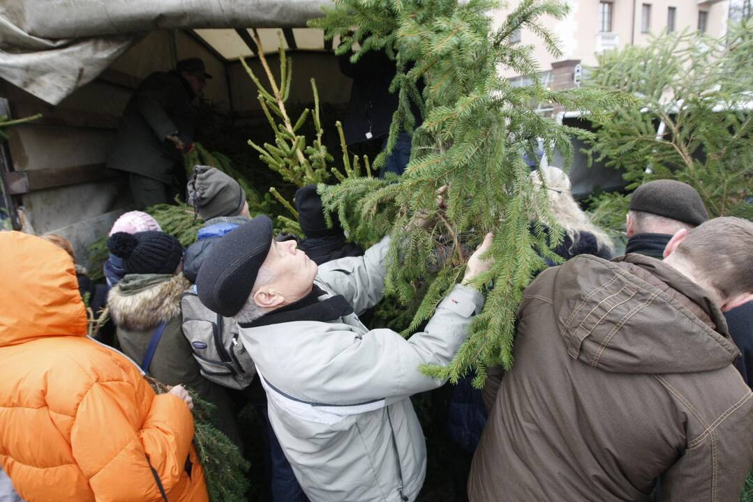 Eglės šakų dalinimas Klaipėdoje