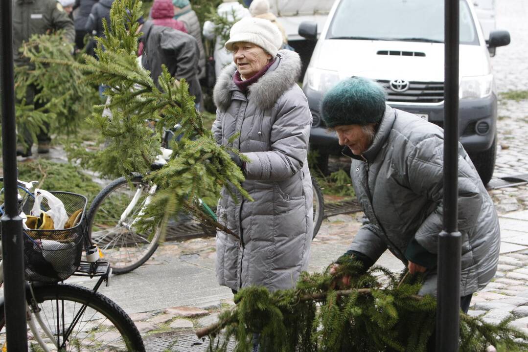 Eglės šakų dalinimas Klaipėdoje