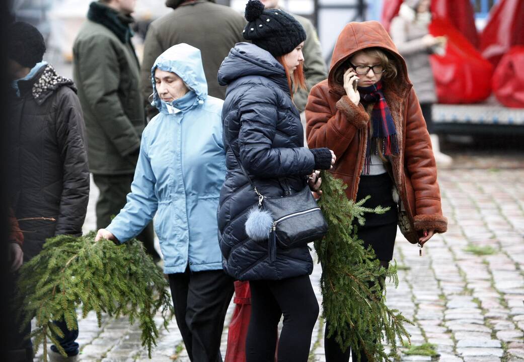 Eglės šakų dalinimas Klaipėdoje