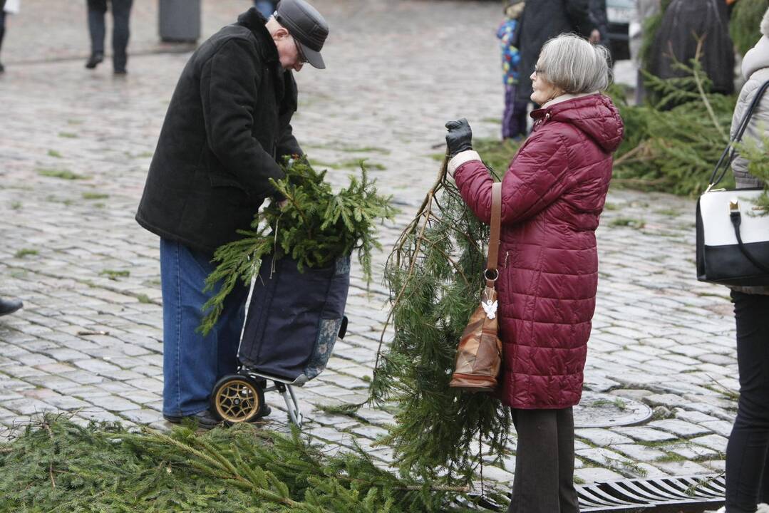 Eglės šakų dalinimas Klaipėdoje