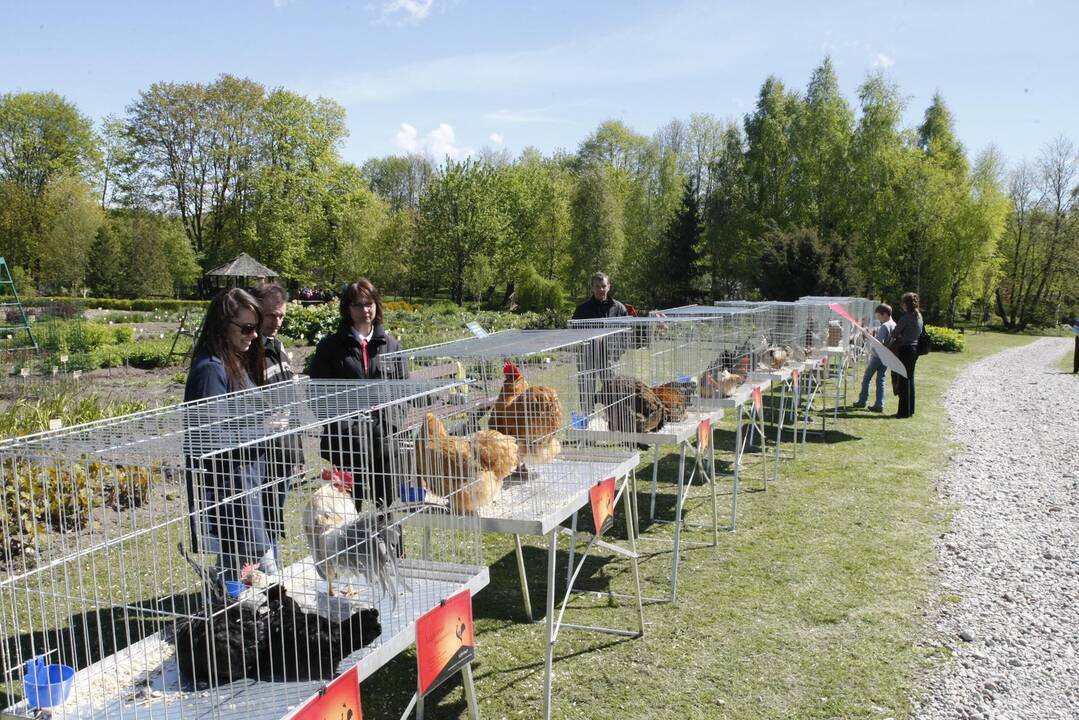 Augalų žavadienis Klaipėdos botanikos sode