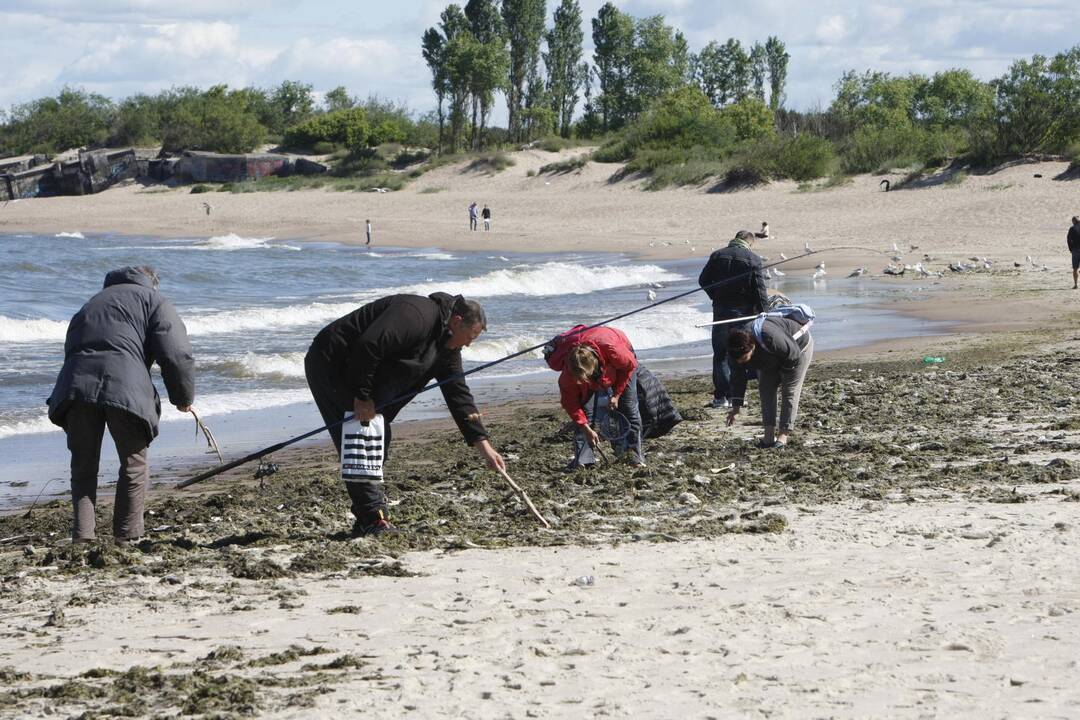 Klaipėdiečiai stebisi: pajūryje – dešimtys negyvų žuvų