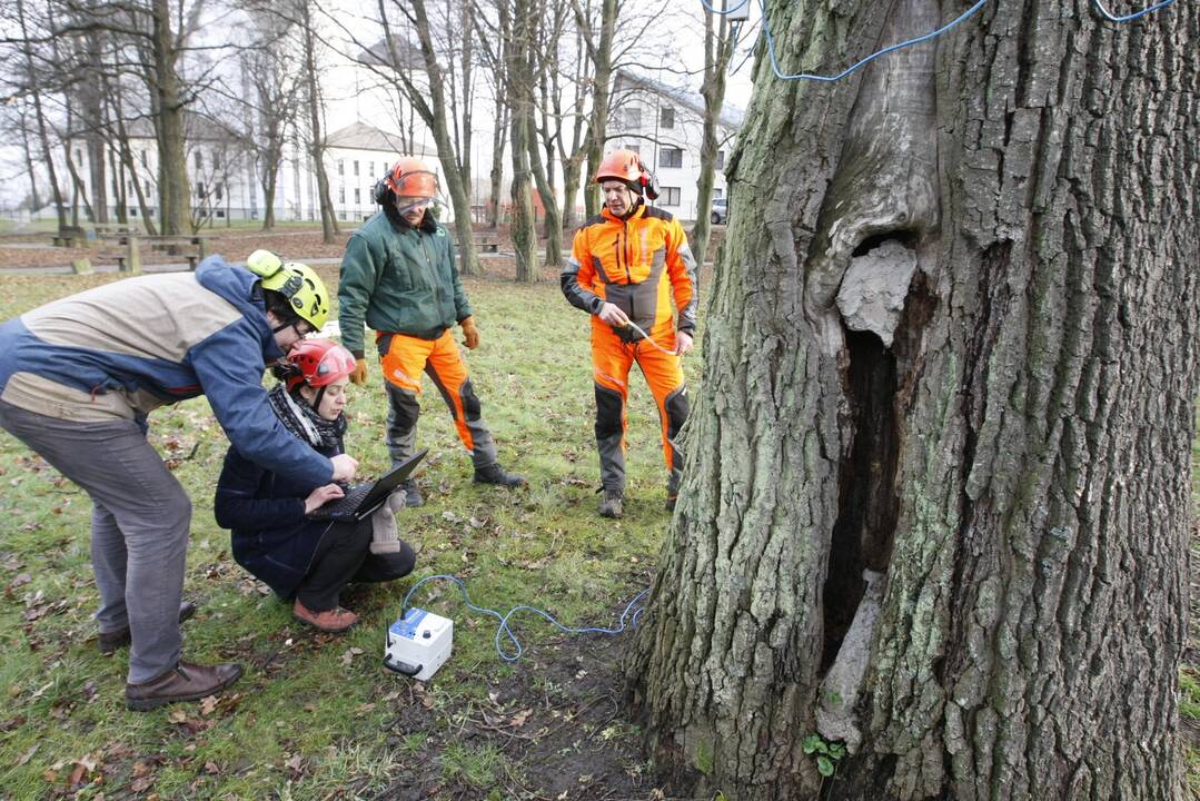 Specialistai vertino ąžuolų būklę