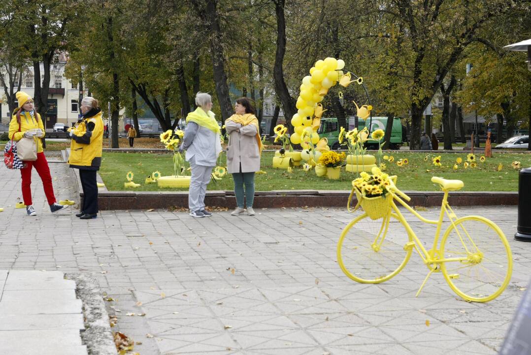 Uostamiesčio aikštės pražydo geltonai