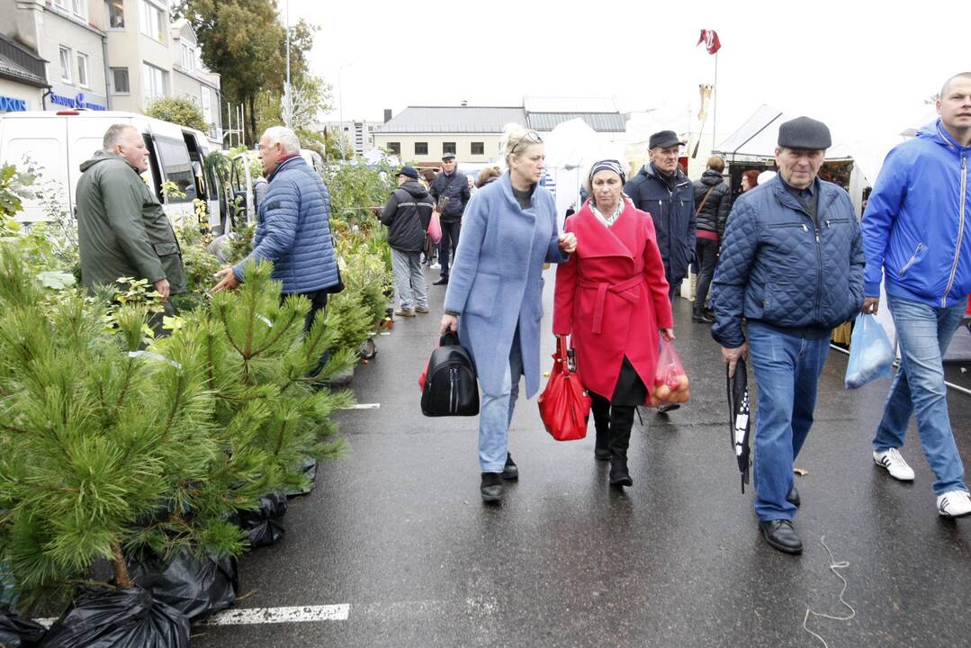 Rudens derliaus ir moliūgo šventė Kretingoje