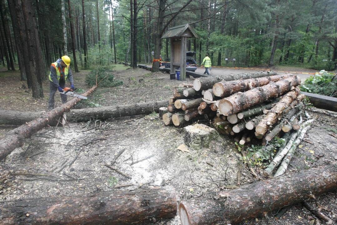 Prie jūros kertami medžiai